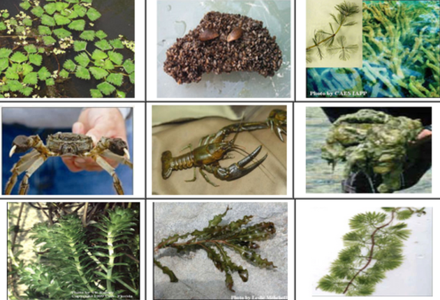 Aquatic Invasive Species and Plants